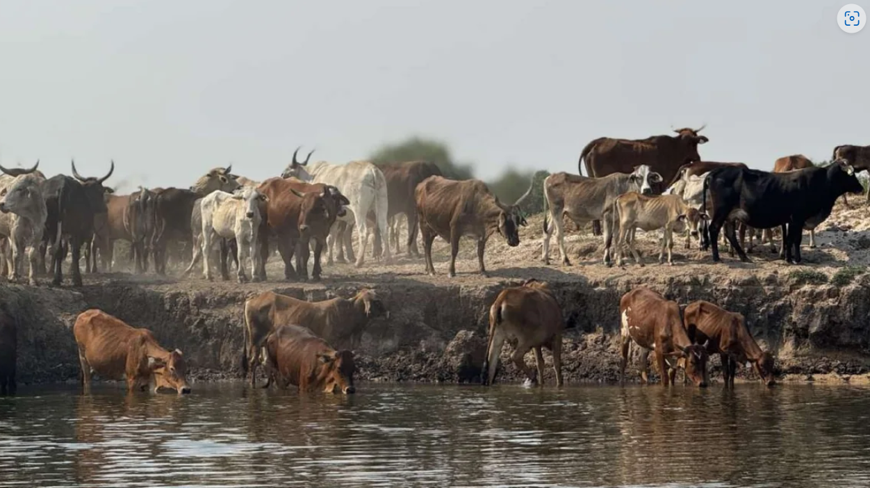 African cattle country