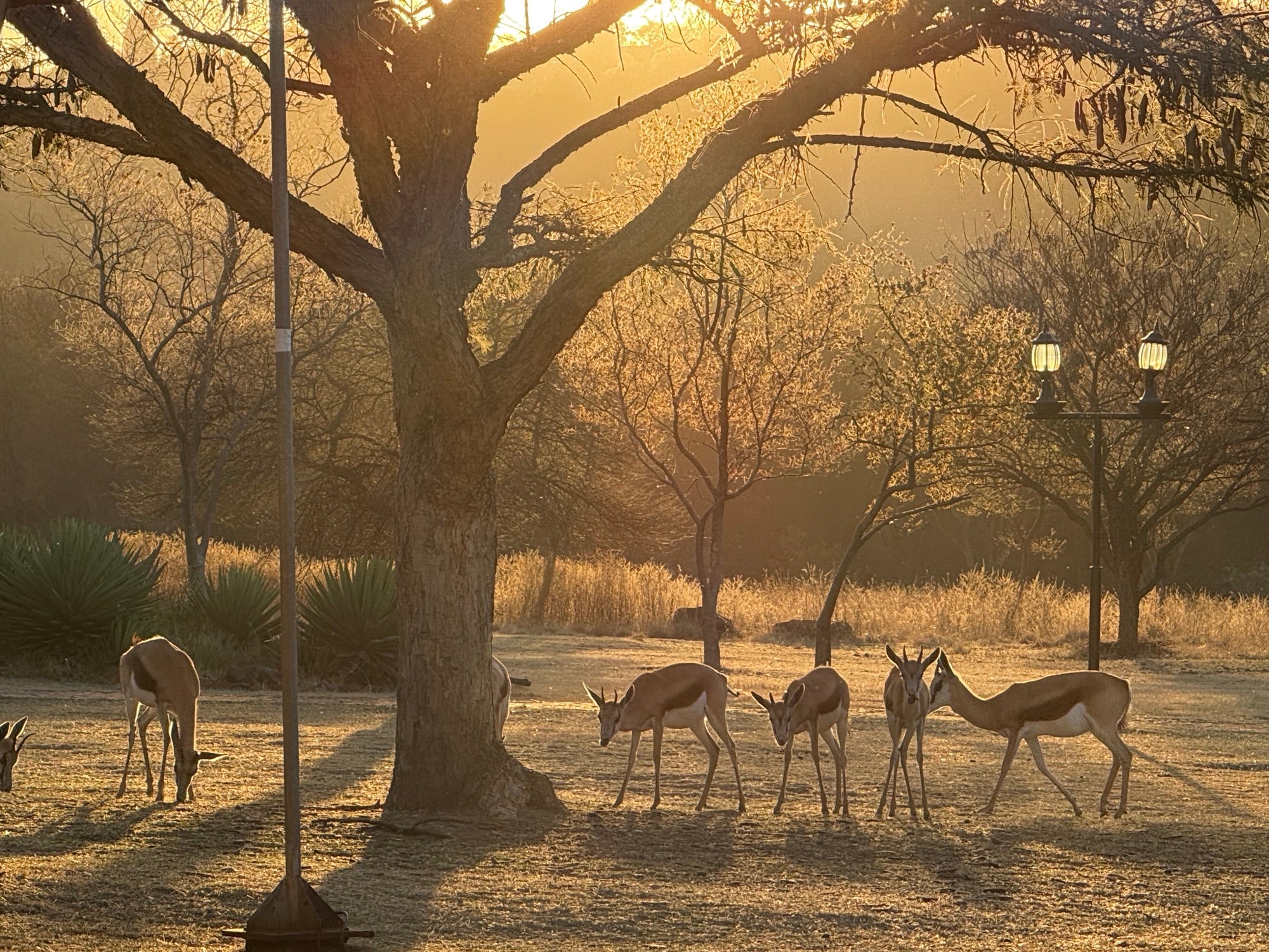 Golden hour, southern Africa